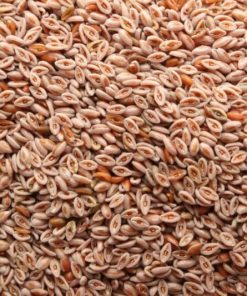 Flohsamen hell bio (Indien)